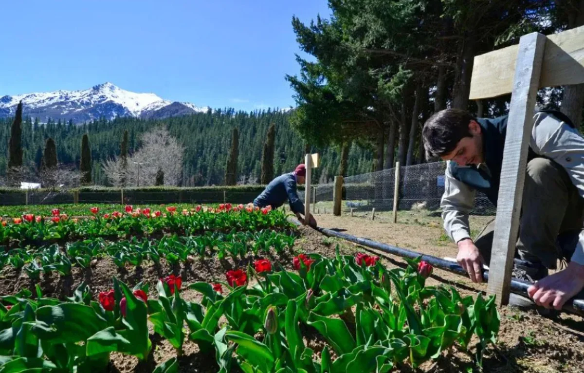 tulipanes