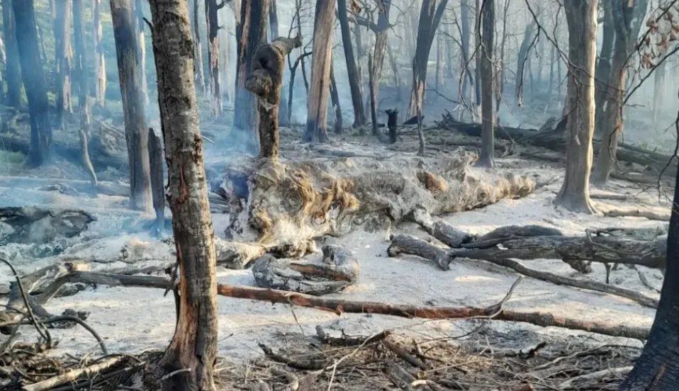 multimedia.normal.85862a2e8cfb6af3.bm9ybWFsLndlYnA=